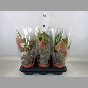 Begonia BD mac. 'Wightii'