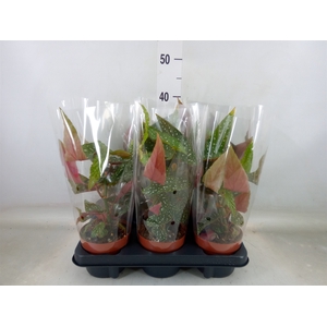 Begonia BD mac. 'Wightii'