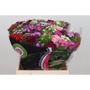 Dianthus Br Am Mix Rainbow