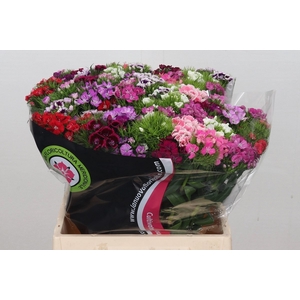 Dianthus Br Am Mix Rainbow (promo)