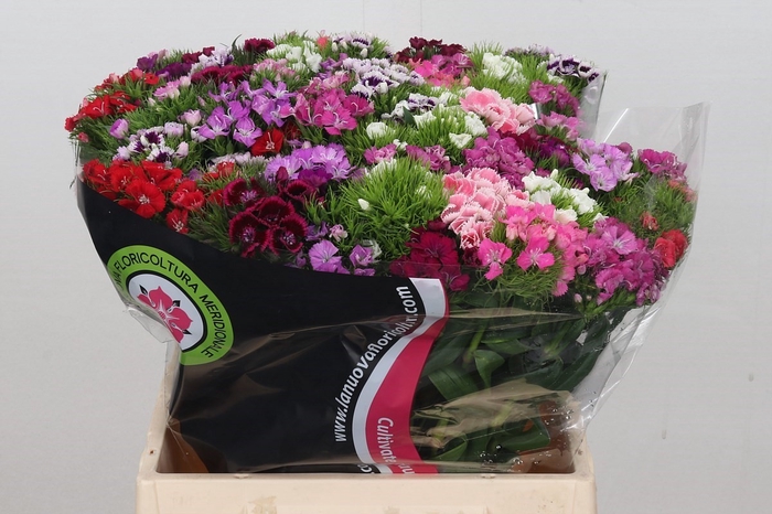 <h4>Dianthus Br Am Mix Rainbow (promo)</h4>