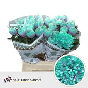 Chrysanthemum PL 'Antonov'  .col H%