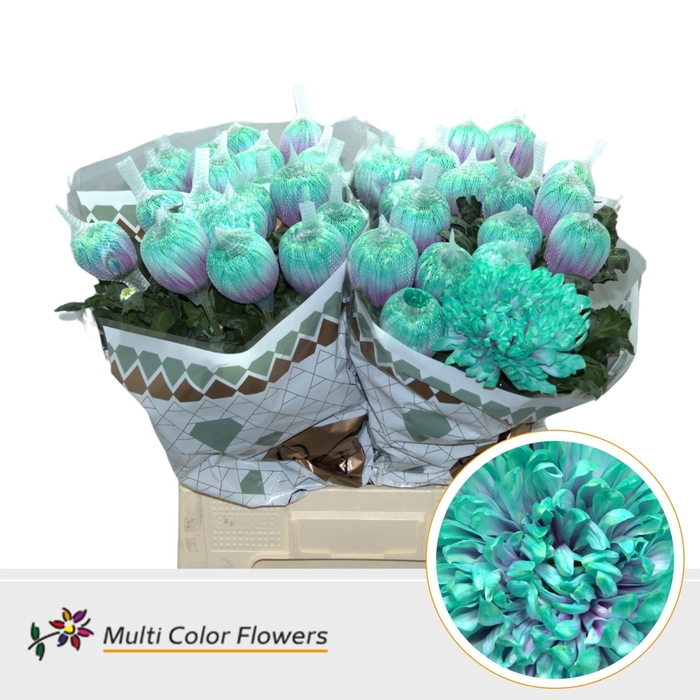 <h4>Chrysanthemum PL 'Antonov'  .col H%</h4>