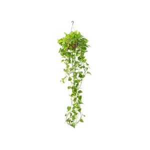JIBOIA VERDE C21 MIN 150 CM PENDENTE