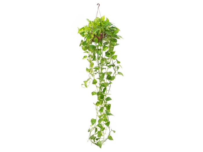 <h4>JIBOIA VERDE C21 MIN 150 CM PENDENTE</h4>