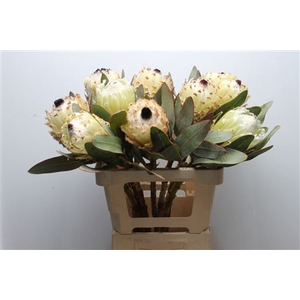 Protea Barb Snow Queen