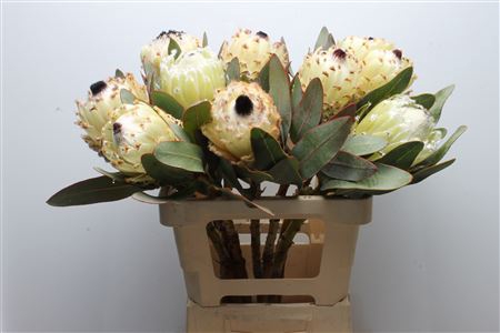 Protea Barb Snow Queen