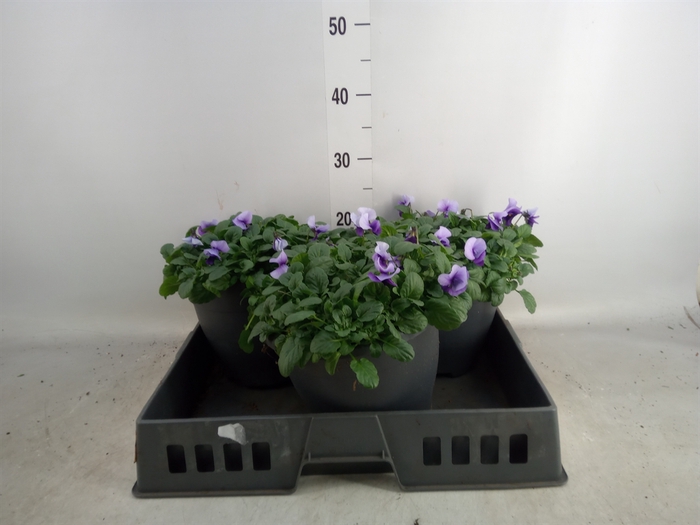 <h4>Viola corn. 'Evo Mini Violet Beaco'</h4>