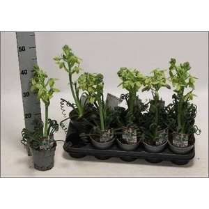 ALBUCA  FRIZ SIZZLE