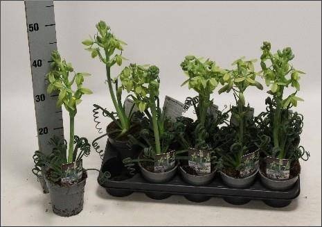 <h4>ALBUCA  FRIZ SIZZLE</h4>