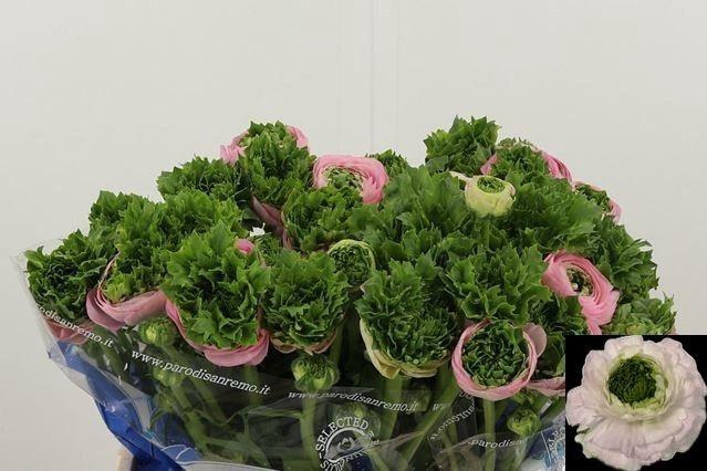 <h4>RAN FEST DARK PINK</h4>