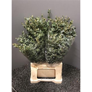 Euca Gunni 150gr France