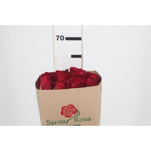 ROSA SAMOURAI 060 CM ESTUFA