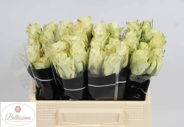 <h4>R GR ATHENA</h4>