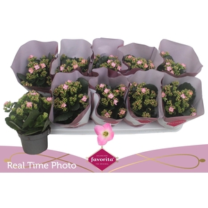 KAL EN BEL ROSA PINK