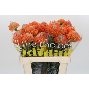Nutans Ayoba Orange
