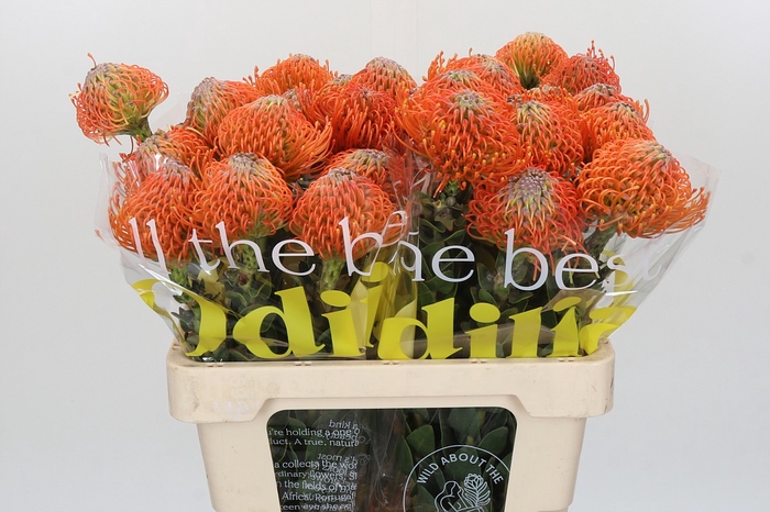 <h4>Nutans Ayoba Orange</h4>