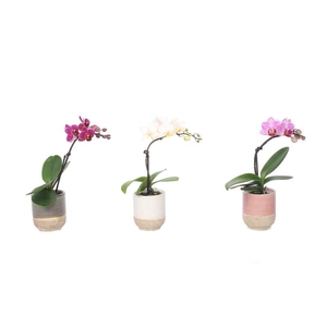 PHALAENOPSIS-HYB P6 1T SOFIA