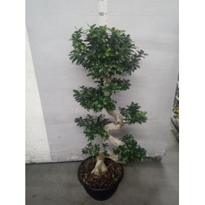 Ficus microcarpa 'Ginseng'