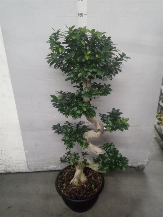 <h4>Ficus microcarpa 'Ginseng'</h4>