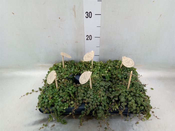 <h4>Peperomia pros.</h4>