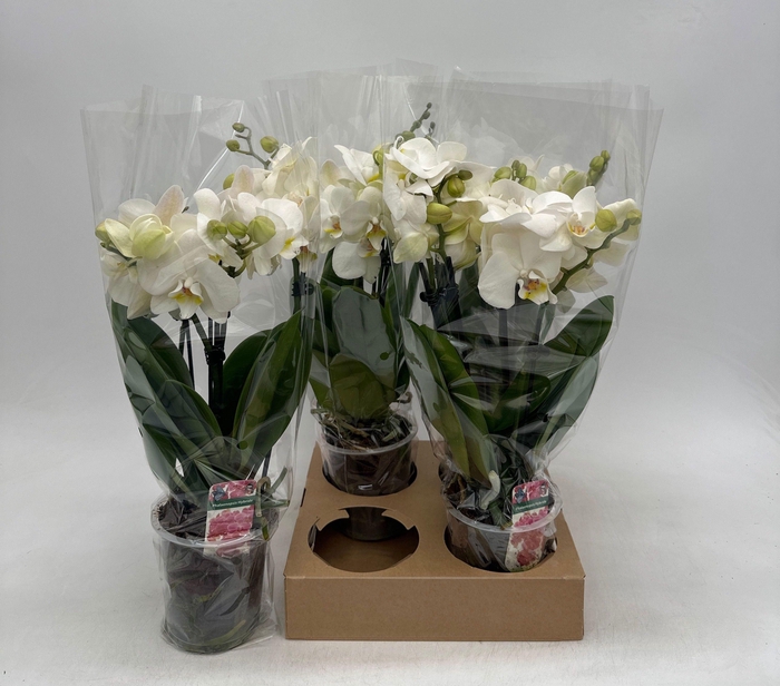 <h4>PHAL OV WIT</h4>