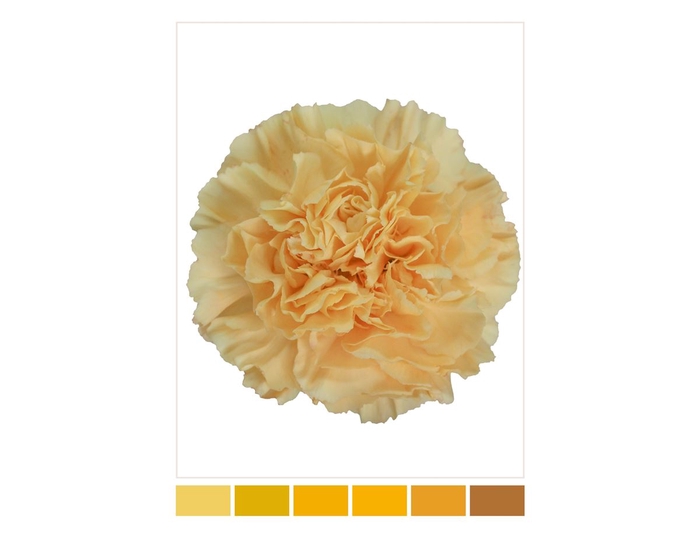 <h4>Dianthus St Caroline Gold</h4>