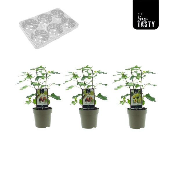 <h4>Figs Mix-Tray</h4>