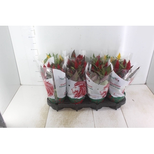CELOSIA P14 VARIADO