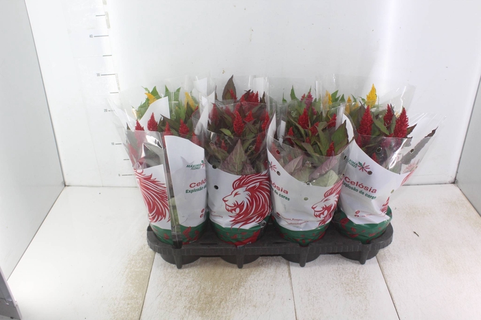 <h4>CELOSIA P14 VARIADO</h4>