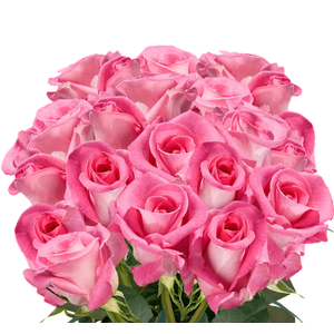 R GR PINK  PALOMA