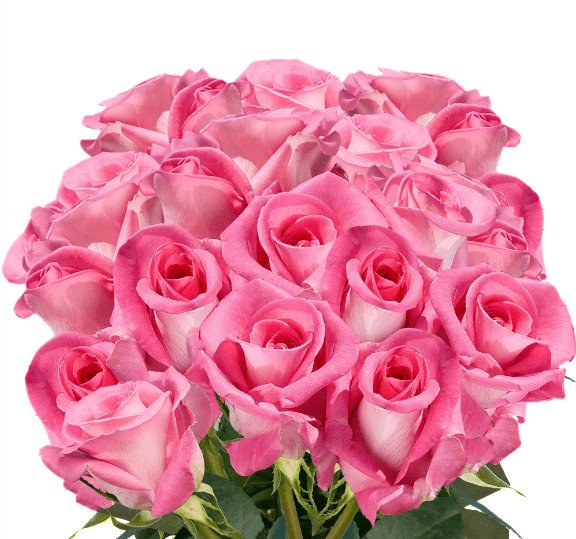 <h4>R GR PINK  PALOMA</h4>