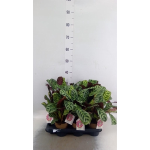 Calathea   ...