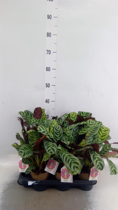 <h4>Calathea   ...</h4>