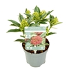 Skimmia Japonica