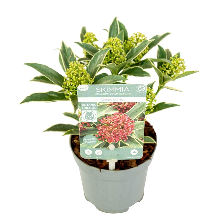 Skimmia Japonica