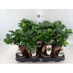 Ficus microcarpa 'Ginseng'