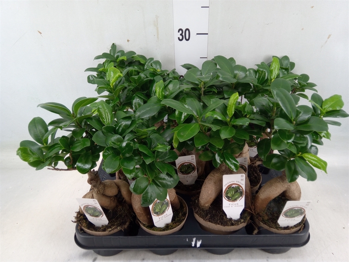 <h4>Ficus microcarpa 'Ginseng'</h4>