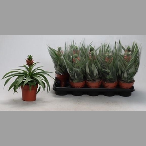 ANANAS MI AMIGO