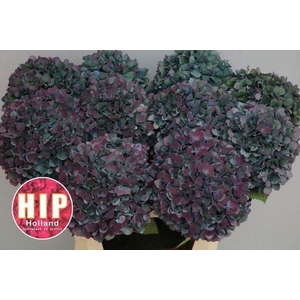 HORT PIMPERNEL CLASSIC