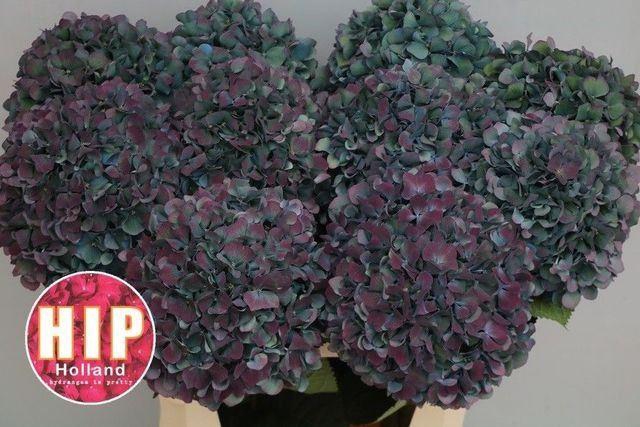 <h4>HORT PIMPERNEL CLASSIC</h4>