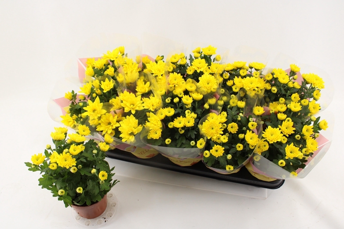 <h4>CHRYS ART SPIDERMAN</h4>