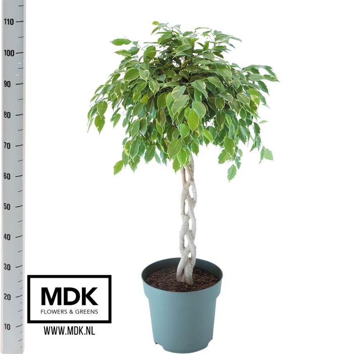<h4>Ficus Safrana (bark)</h4>