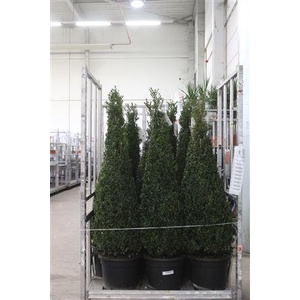 Buxus Sempervirens Pyramide