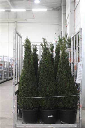 <h4>Buxus Sempervirens Pyramide</h4>
