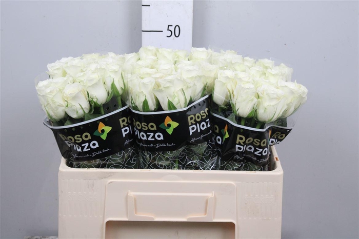 <h4>R Gr Alpe Dhuez</h4>