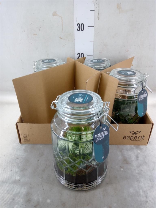 <h4>Arr.    Planten  L%</h4>