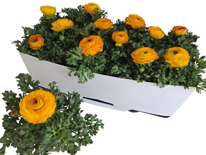 Ranun Sprink Redyell