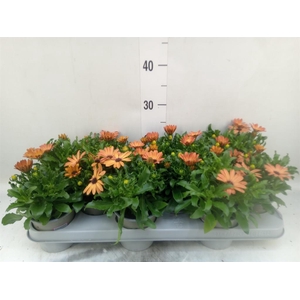 Osteospermum  'Margarita Orang Fla'