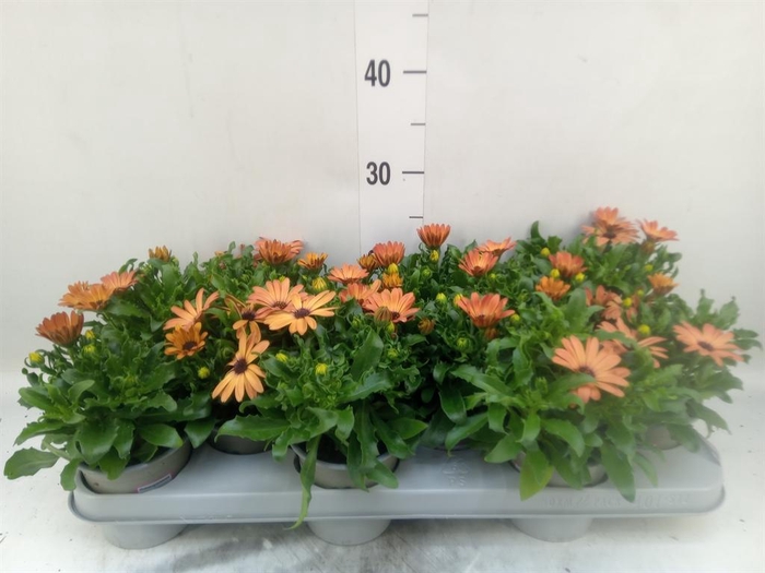 <h4>Osteospermum  'Margarita Orang Fla'</h4>